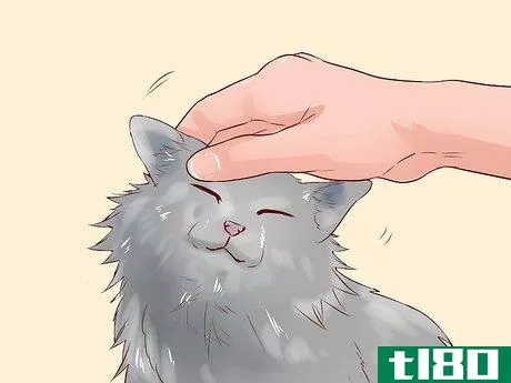 Image titled Care for Norwegian Forest Cats Step 14