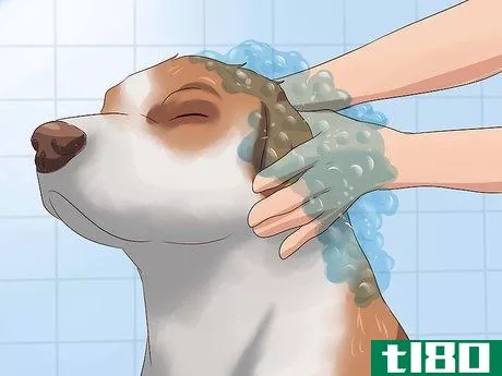 Image titled Prevent Ticks on Dogs Step 8