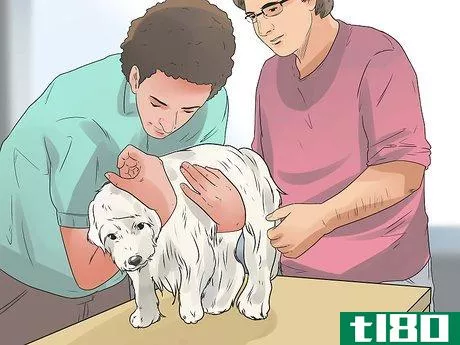 Image titled Care for a Maltese Dog Step 18