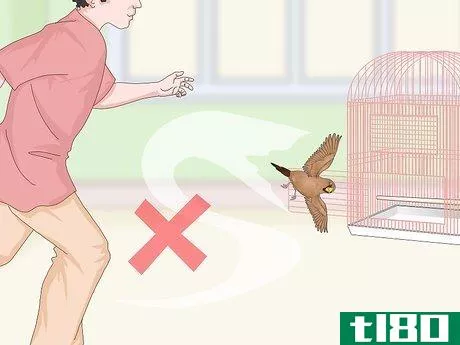 Image titled Bond with Pet Finches Step 17