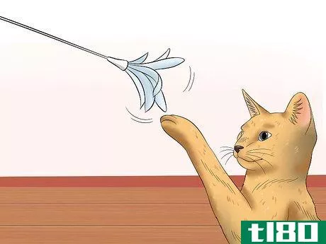 Image titled Care for Abyssinian Cats Step 11