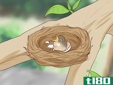 Image titled Care for Wild Baby Birds Step 1