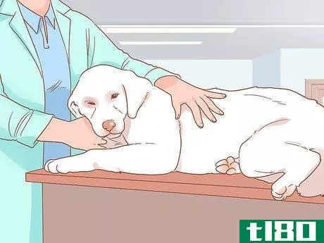 Image titled Care for a Dog with a Torn ACL Step 10