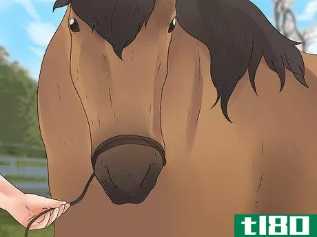 Image titled Be Safe Around Horses Step 16