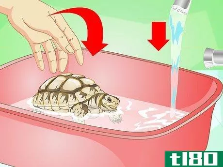 Image titled Bathe a Turtle Step 12