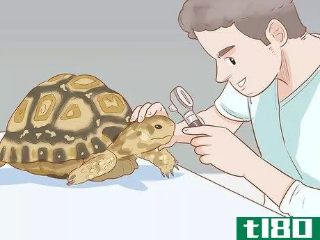 Image titled Care for a Leopard Tortoise Step 2