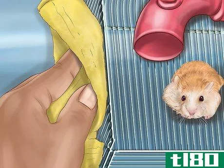 Image titled Care for Roborovski Hamsters Step 21