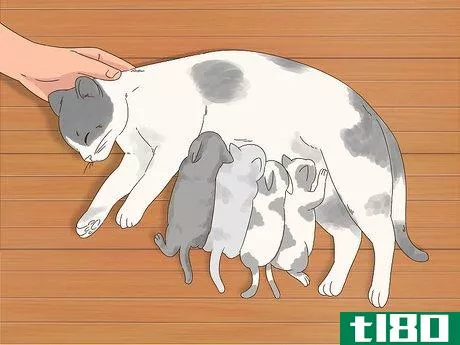 Image titled Care for a Cat Post Caesarean Section Step 7