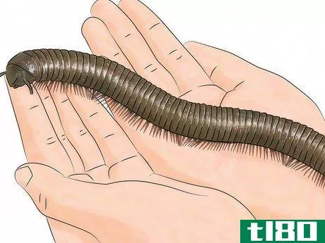 Image titled Care for Giant African Millipedes Step 7