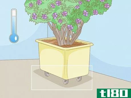 Image titled Care for a Purple Flower Potato Bush Step 6