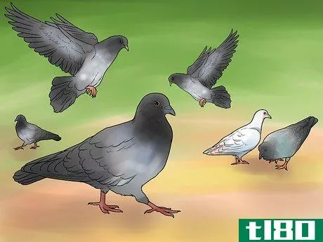 Image titled Catch Pigeons Step 19