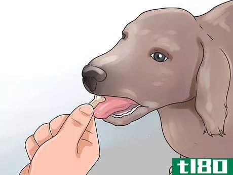 Image titled Build Trust with an Abused Dog Step 10