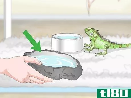 Image titled Care for an Iguana Step 15