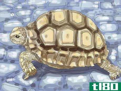 Image titled Care for a Tortoise Step 1