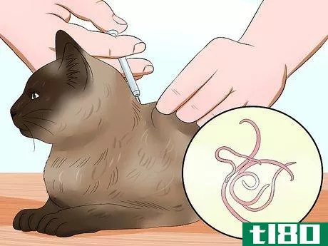 Image titled Care for Burmese Cats Step 3