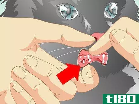 Image titled Care for Your Cat After Neutering or Spaying Step 16