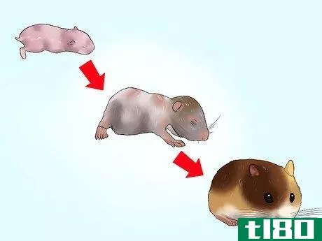 Image titled Care for Newborn Hamsters Step 6