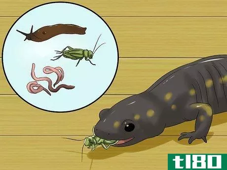 Image titled Catch a Salamander Step 11