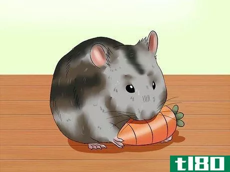 Image titled Care for a Russian Dwarf Hamster Step 14