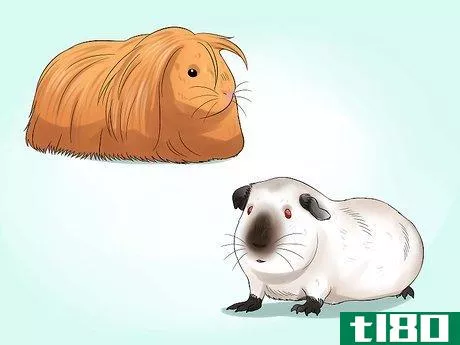 Image titled Buy a Guinea Pig Step 10