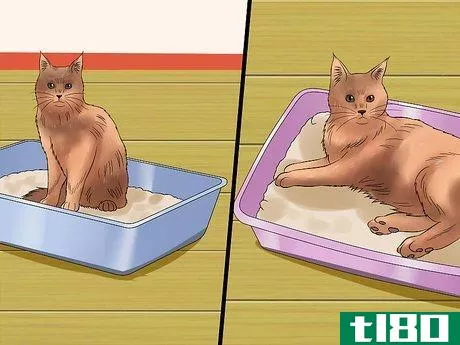 Image titled Care for Maine Coons Step 12