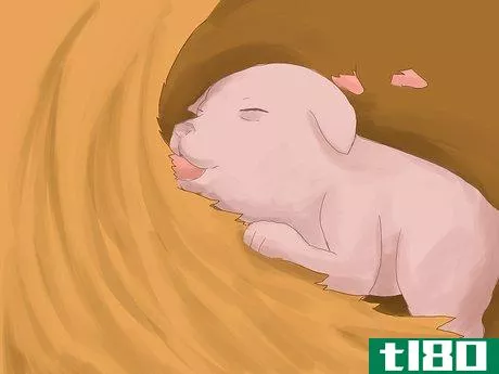 Image titled Care for Newborn Puppies Step 24