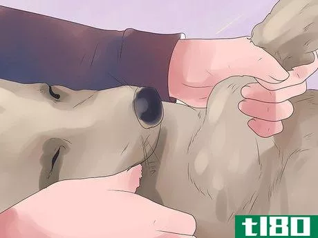 Image titled Bond With Your Dog Step 15