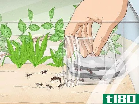 Image titled Catch Ants Step 11