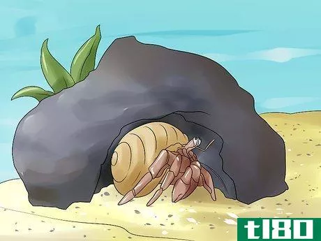 Image titled Care for Hermit Crabs Step 7