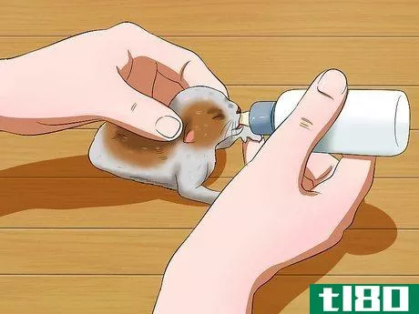 Image titled Care for Newborn Kittens Step 4