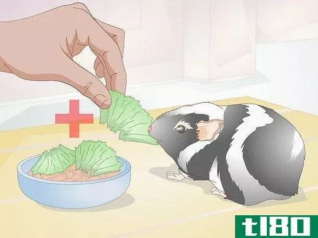 Image titled Care for an Elderly Guinea Pig Step 3