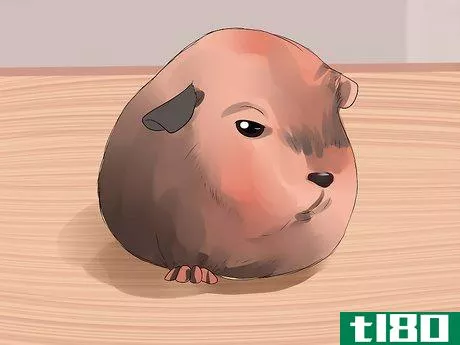 Image titled Care for Baby Guinea Pigs Step 10