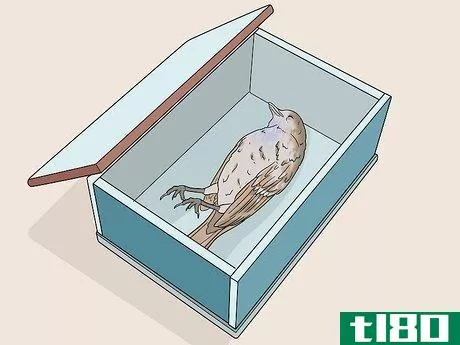 Image titled Bury a Dead Bird Step 2