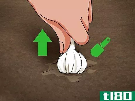 Image titled Braid Garlic Step 14