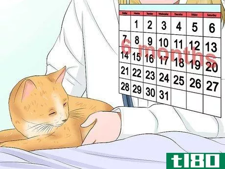 Image titled Care for a Cat with Feline Leukemia Step 16