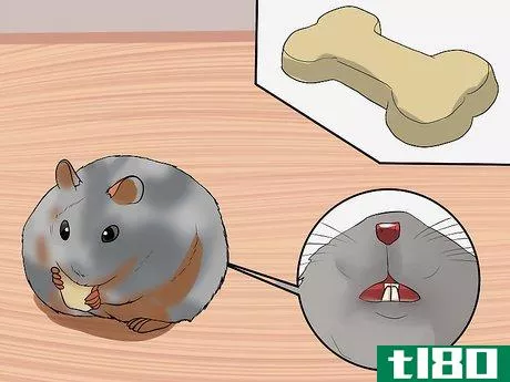 Image titled Care for Chinese Dwarf Hamsters Step 7