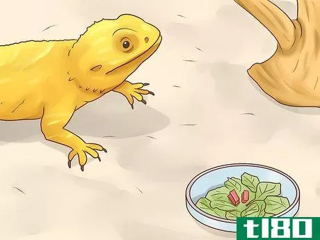 Image titled Care for Bearded Dragons Step 21