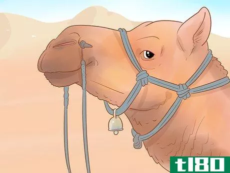 Image titled Buy a Camel Step 11