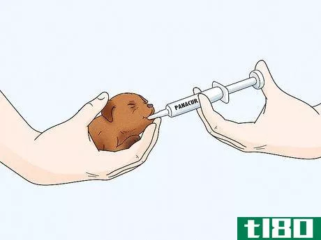 Image titled Care for Newborn Puppies Step 41