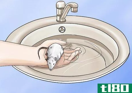 Image titled Bathe Your Pet Rat Step 5