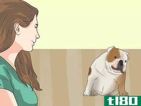 Image titled Care for Bulldogs Step 10