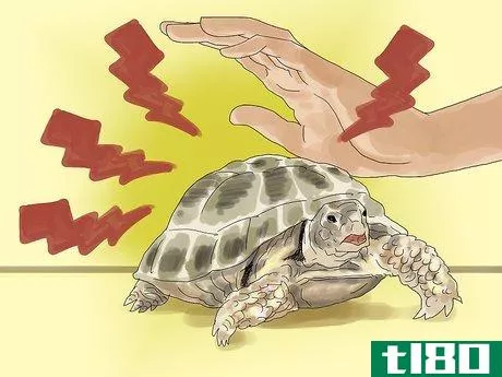 Image titled Care for a Tortoise Step 6