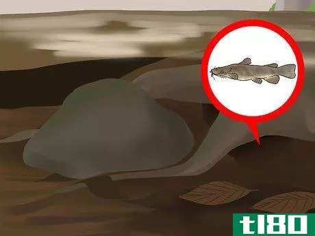 Image titled Catch Flathead Catfish Step 2