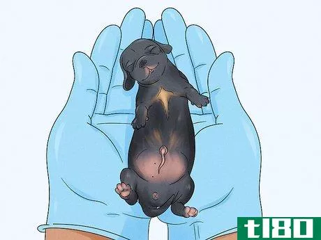Image titled Care for Newborn Puppies Step 16