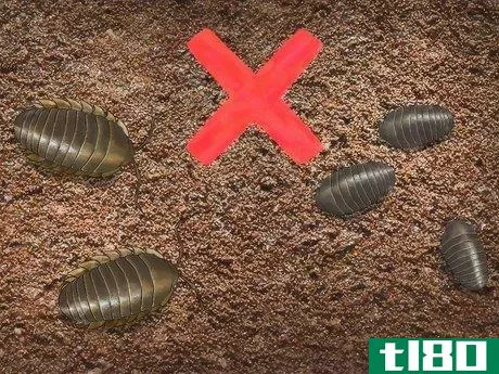 Image titled Care for Pillbugs Step 8