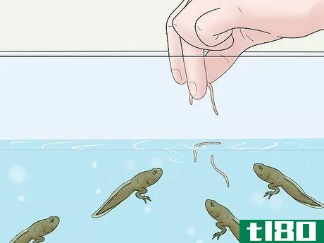 Image titled Care for African Clawed Frog Tadpoles Step 10