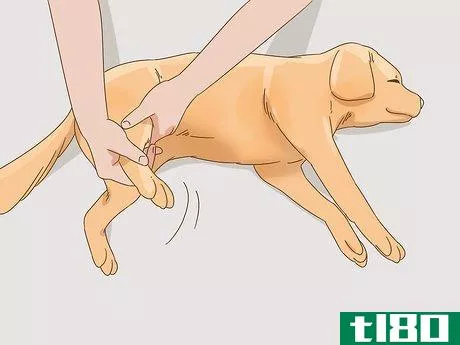 Image titled Care for a Dog With a Broken or Fractured Pelvis Step 14