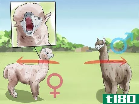 Image titled Breed Alpacas Step 9