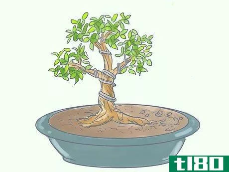 Image titled Care for Tiger Bark Ficus Bonsai Tree Step 11