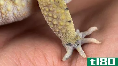 Image titled Care for a Leopard Gecko Step 19